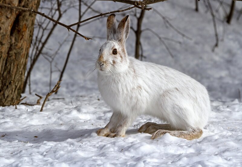 White hare in snowy forest