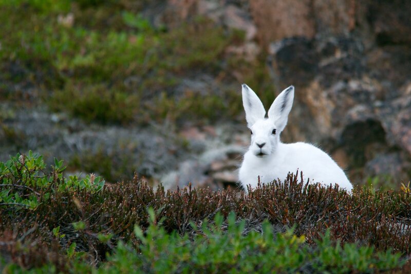 White hare in tundra