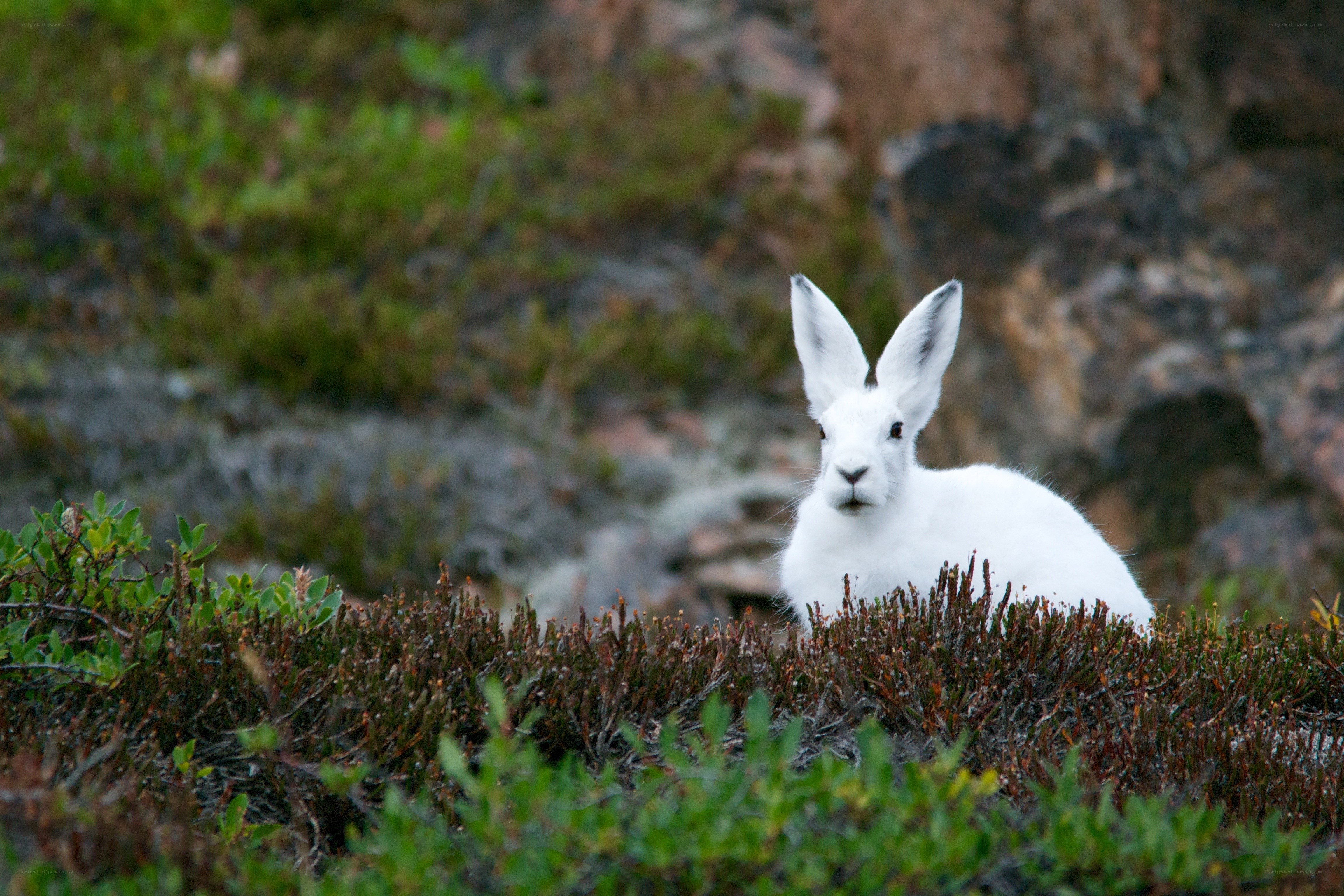 White hare in tundra