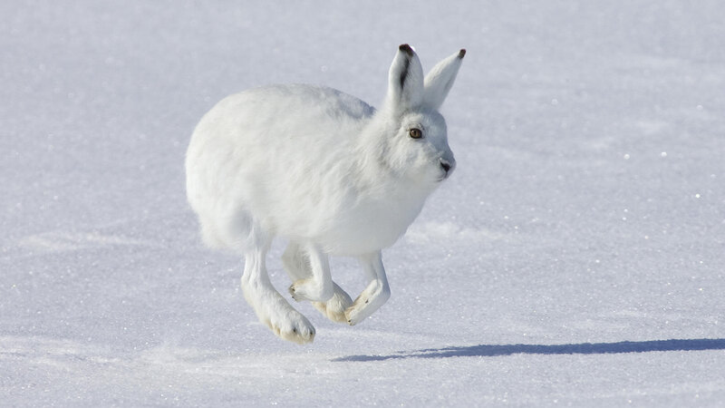 White Hare Running — Active