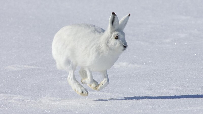 White Hare Running — Active, Winter