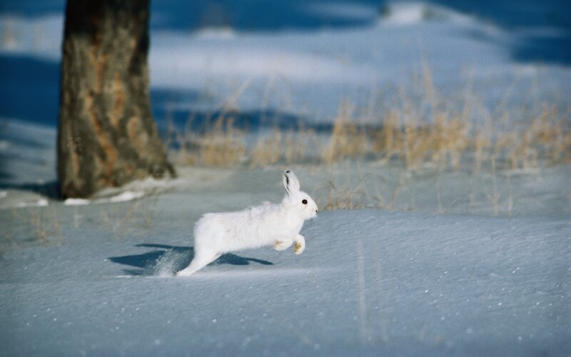White Hare Running — Cold