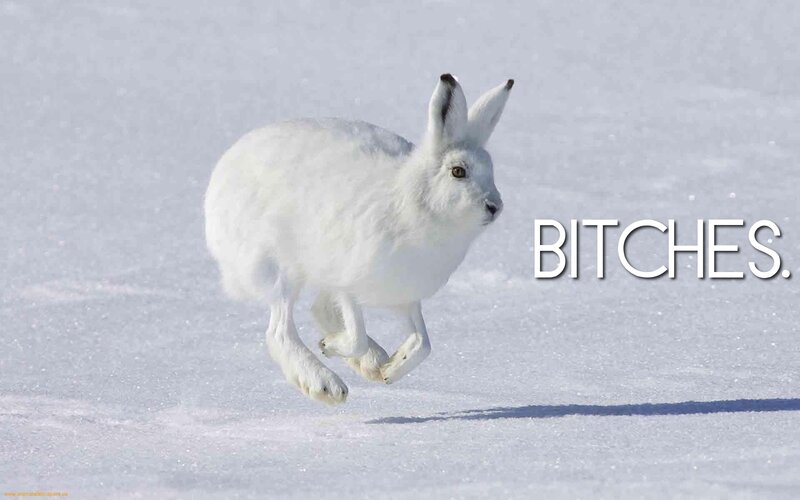 White Hare Running — Dynamic