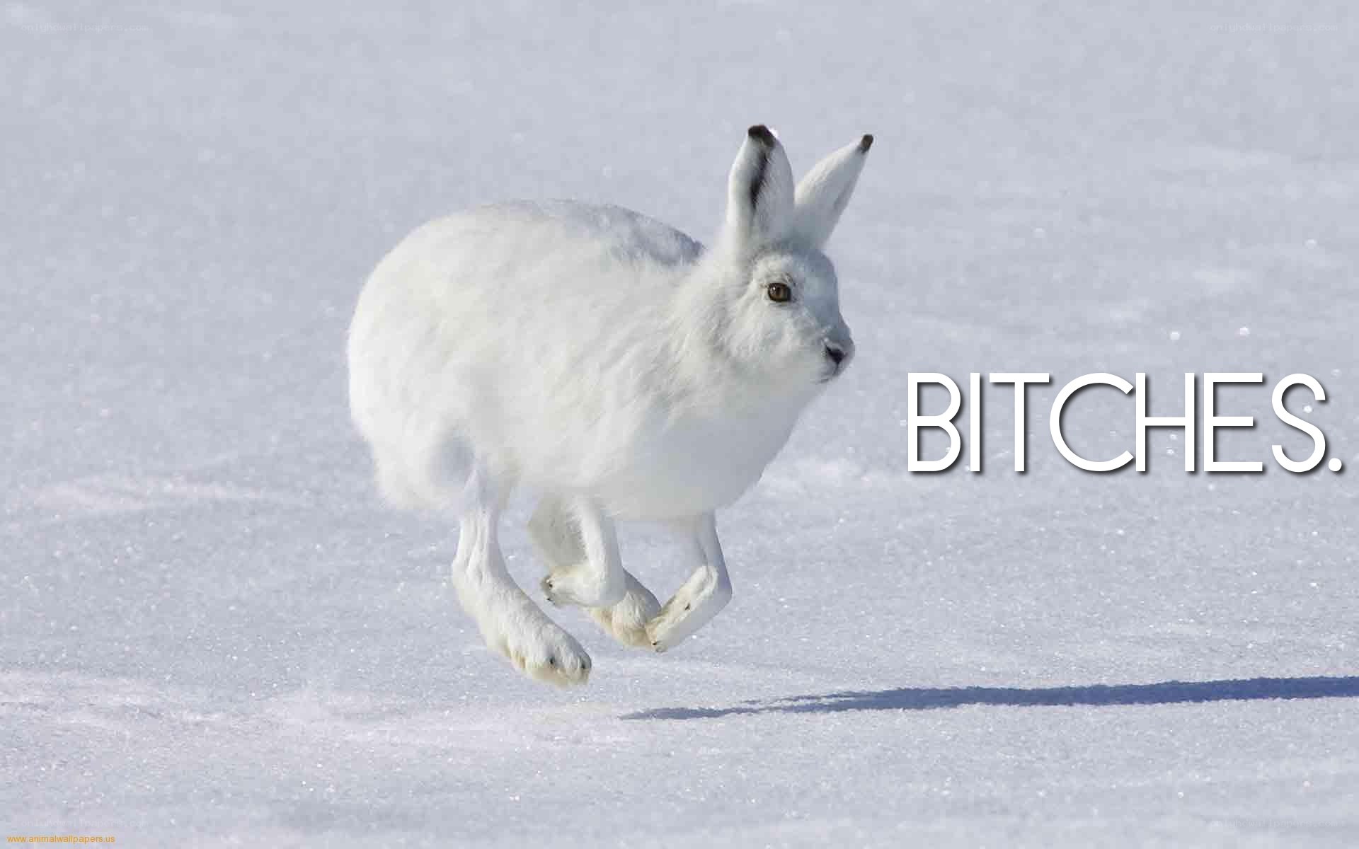 white hare running in snow
