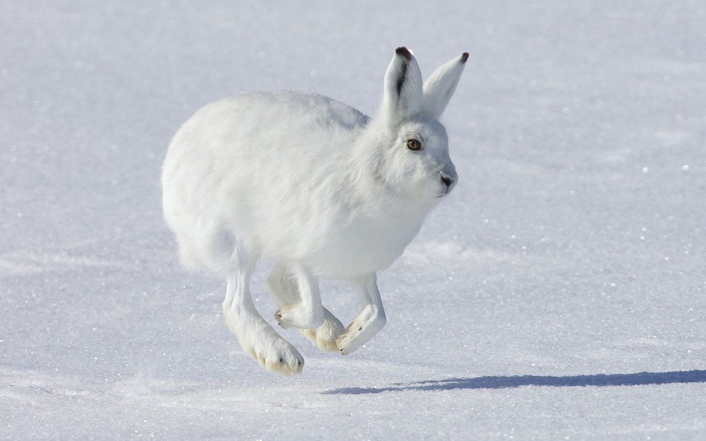 white hare running in snow