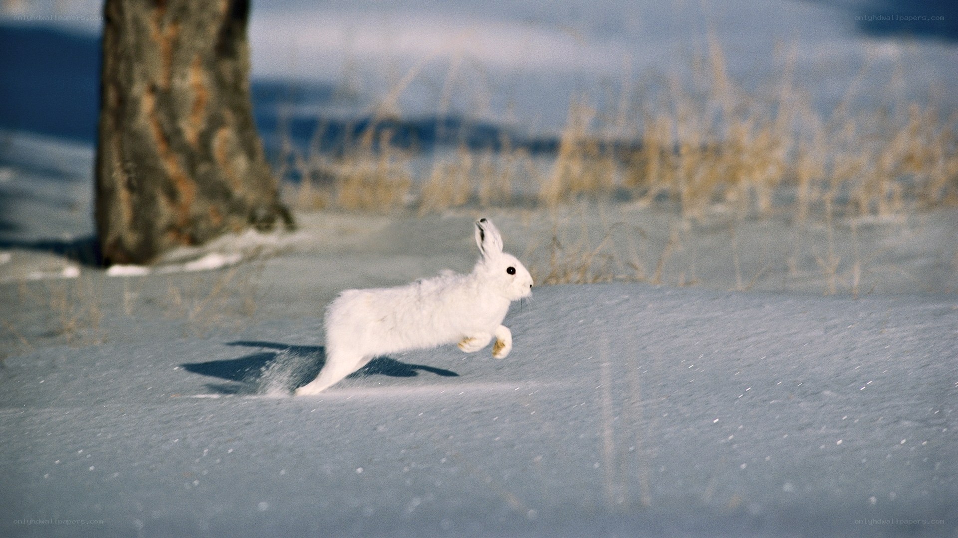 White hare running in snow