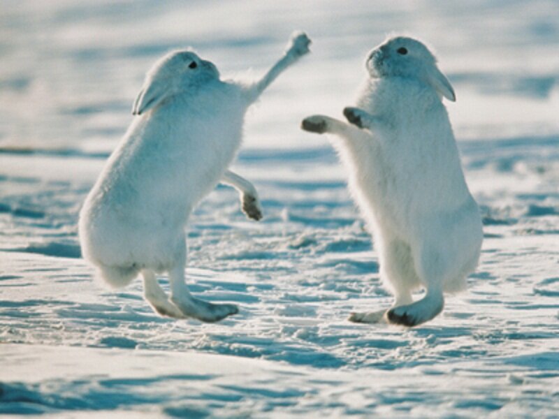 White Hares Fighting — Active