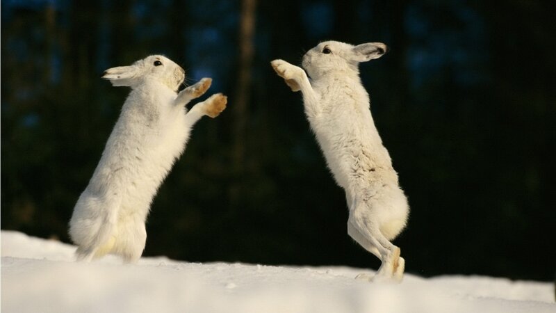 White Hares Fighting