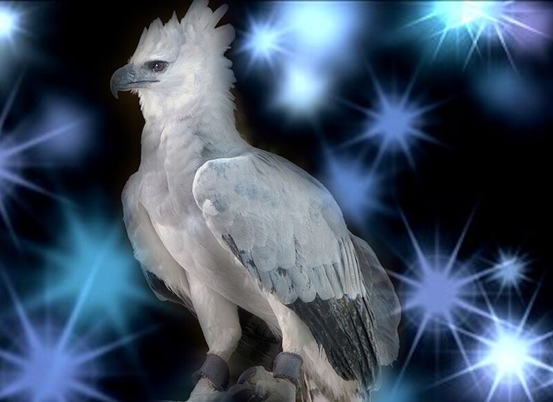 White Harpy Eagle
