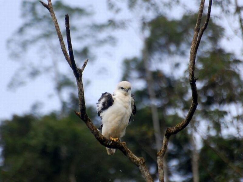 White Hawk on Branch