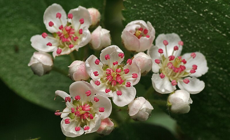 White Hawthorn Blossoms — Calm