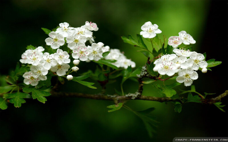 White Hawthorn Blossoms — Green