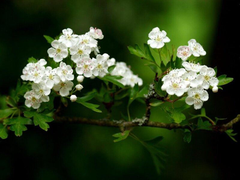 White Hawthorn Blossoms — Serene, Spring, Photograph, Flowers, Leaves