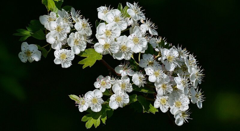 White Hawthorn Blossoms — Serene