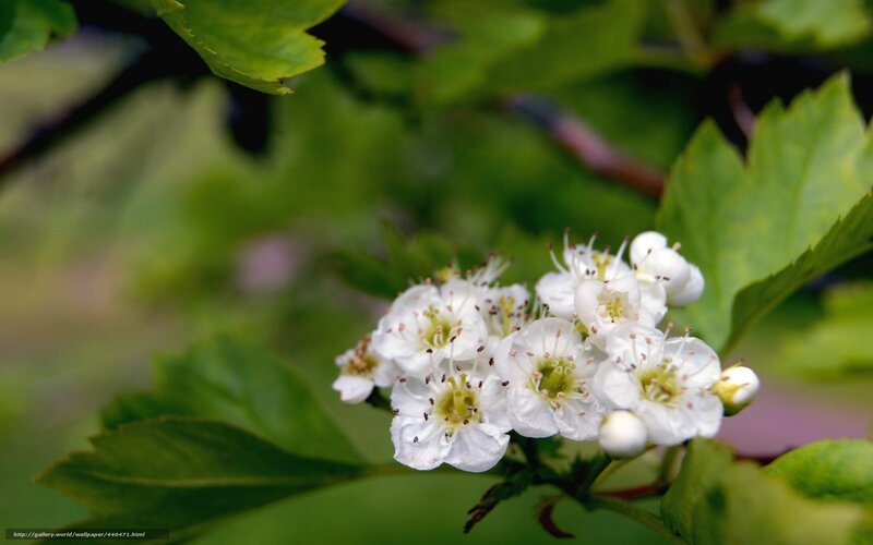 White Hawthorn Flowers — Calm