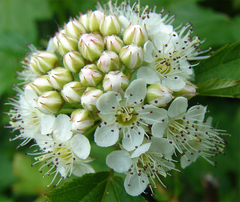 White Hawthorn Flowers