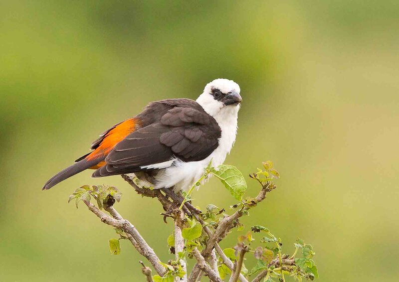 White-headed Babbler — Green