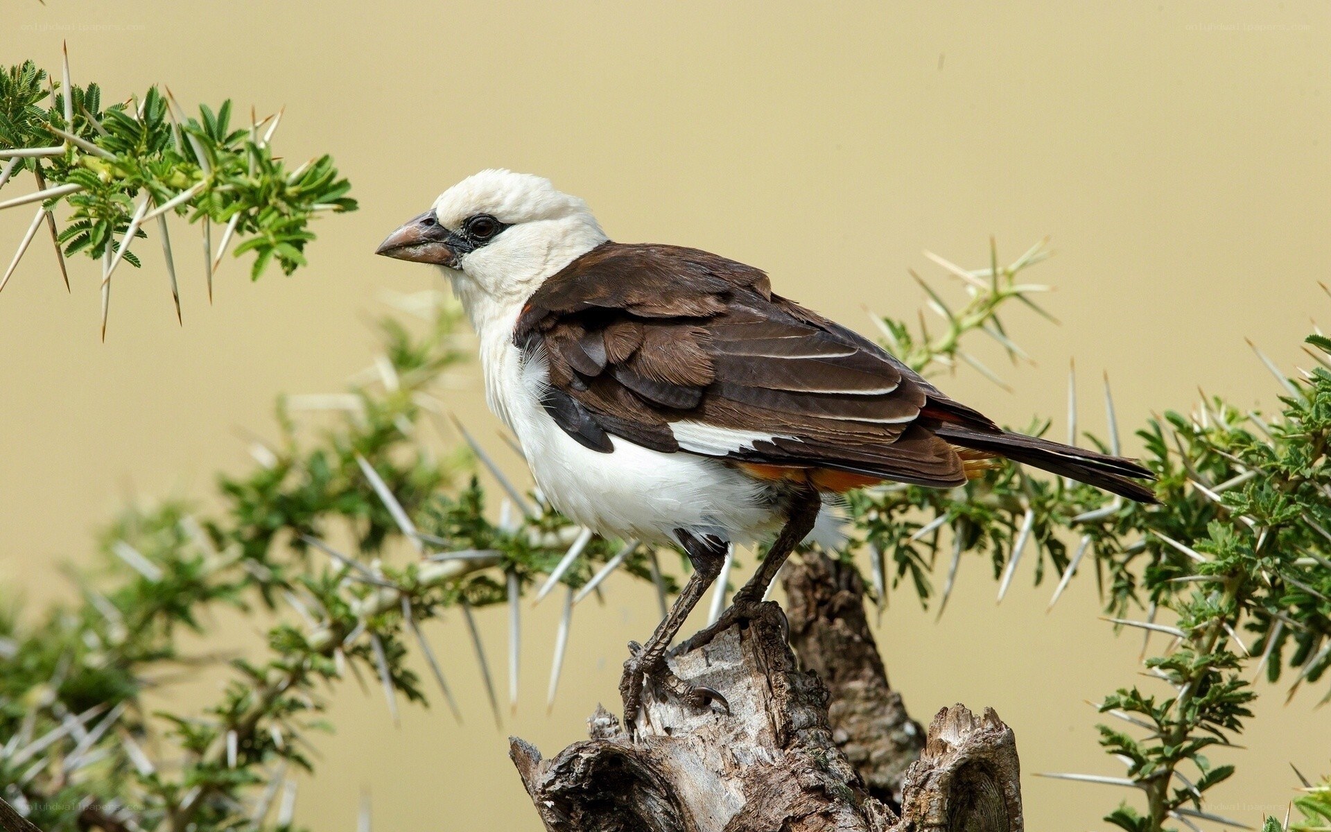 White-headed babbler perched