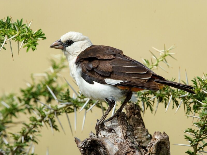 White-headed Babbler