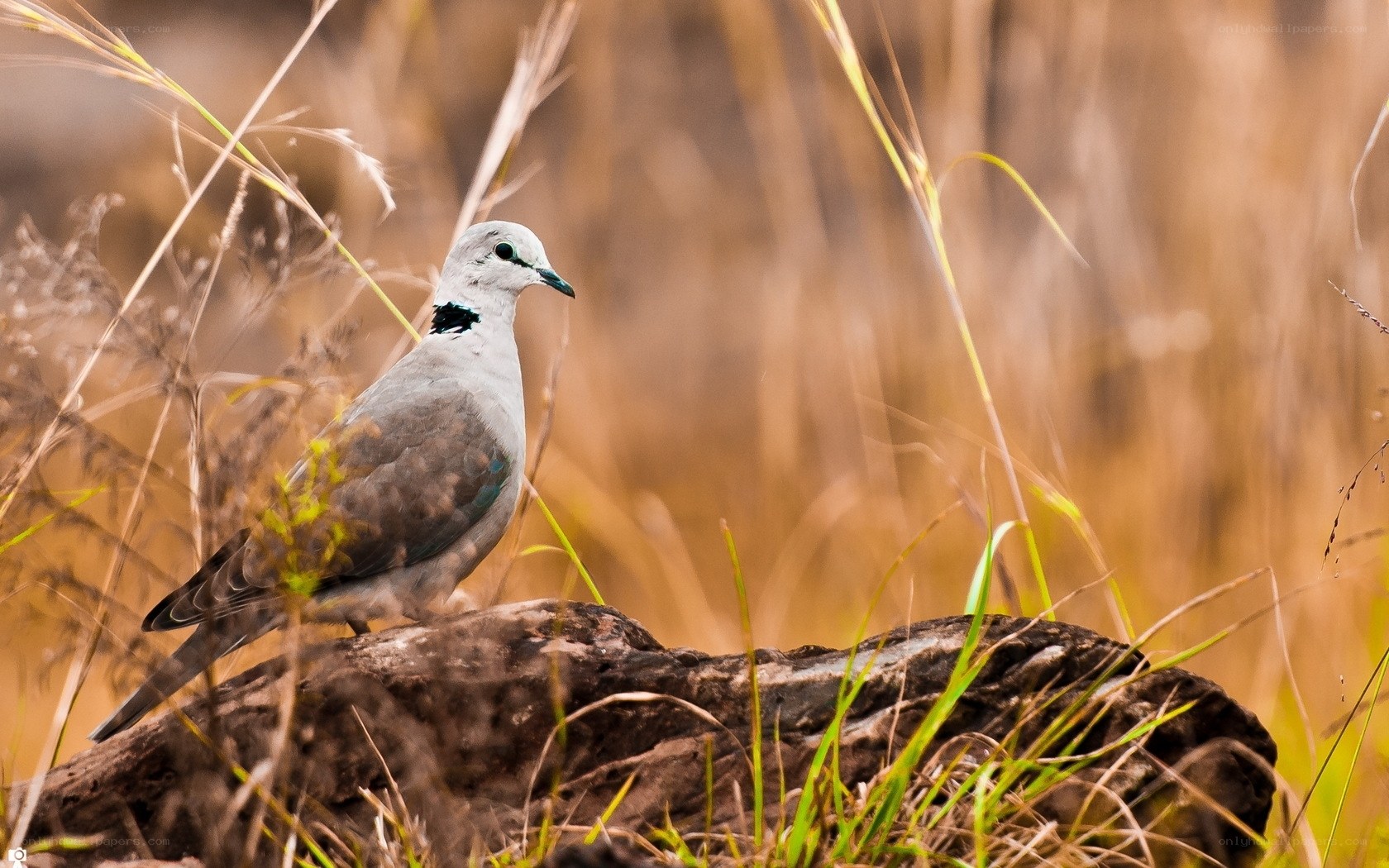 White-headed dove in grass