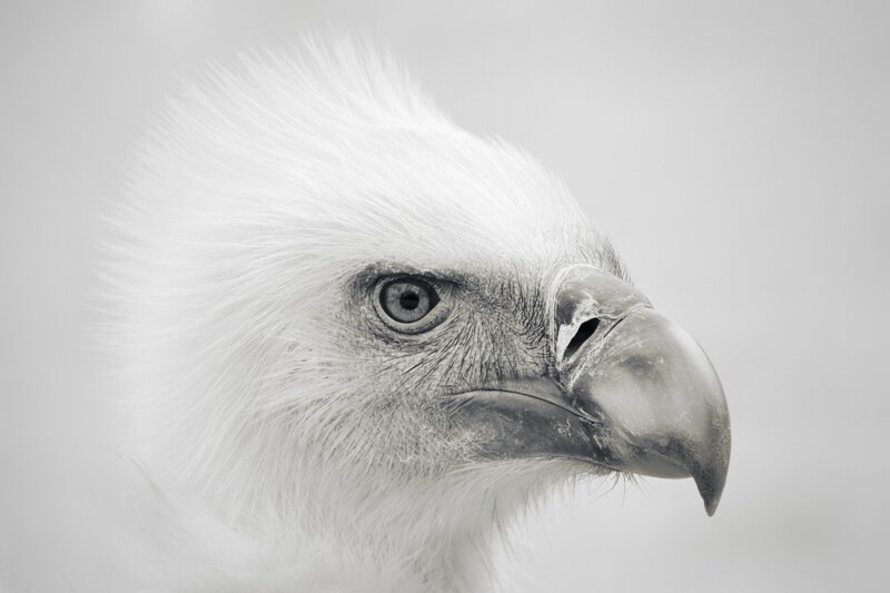 White-headed Eagle