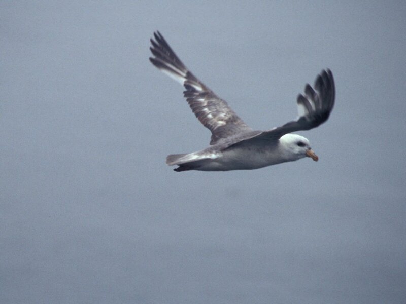 White-headed Gull in Flight