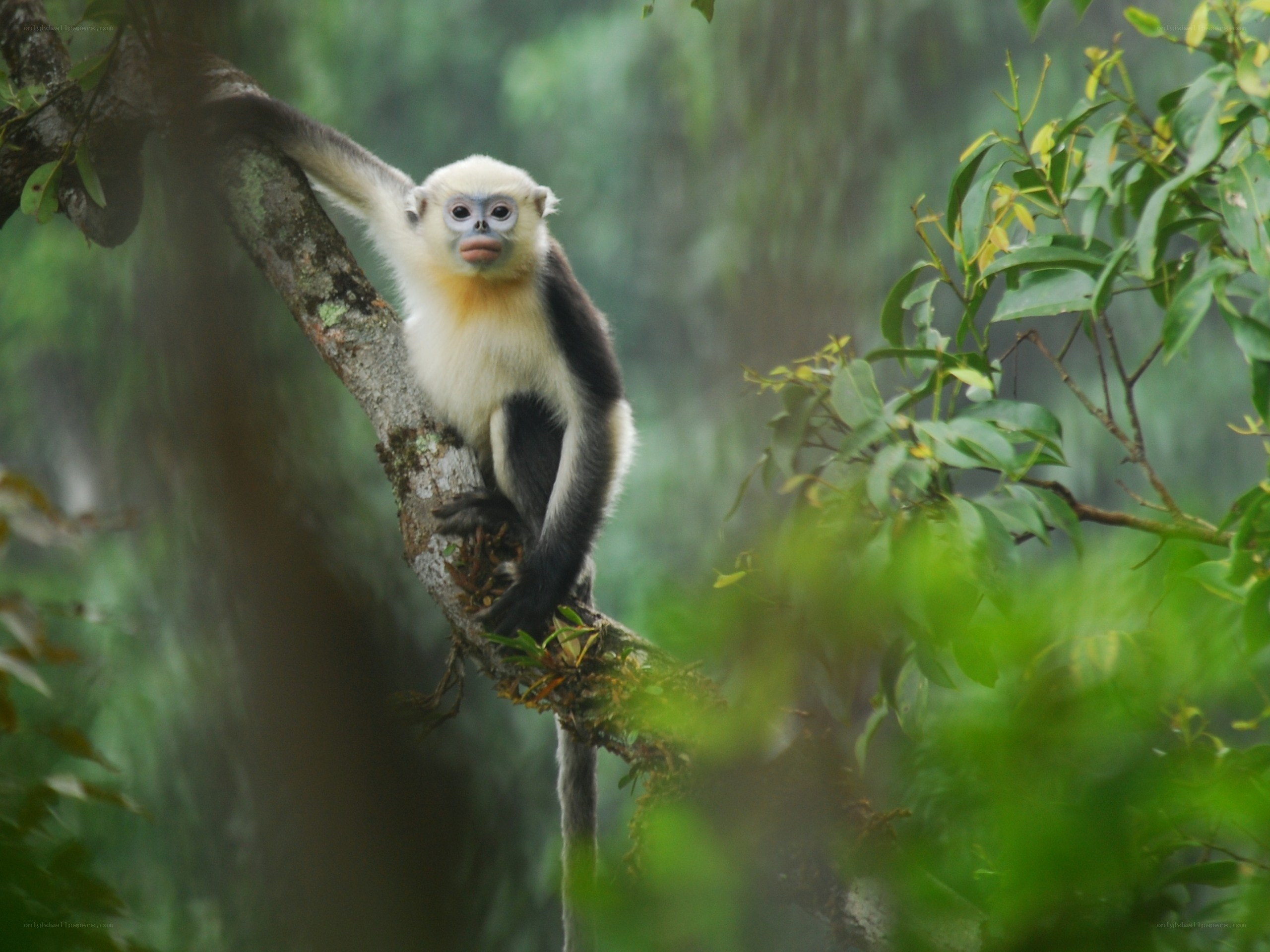 white-headed langur on tree branch