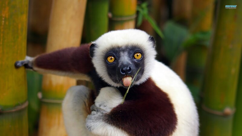 White-headed lemur eating bamboo
