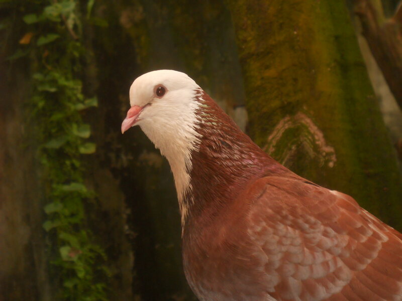 White-headed Pigeon — Brown