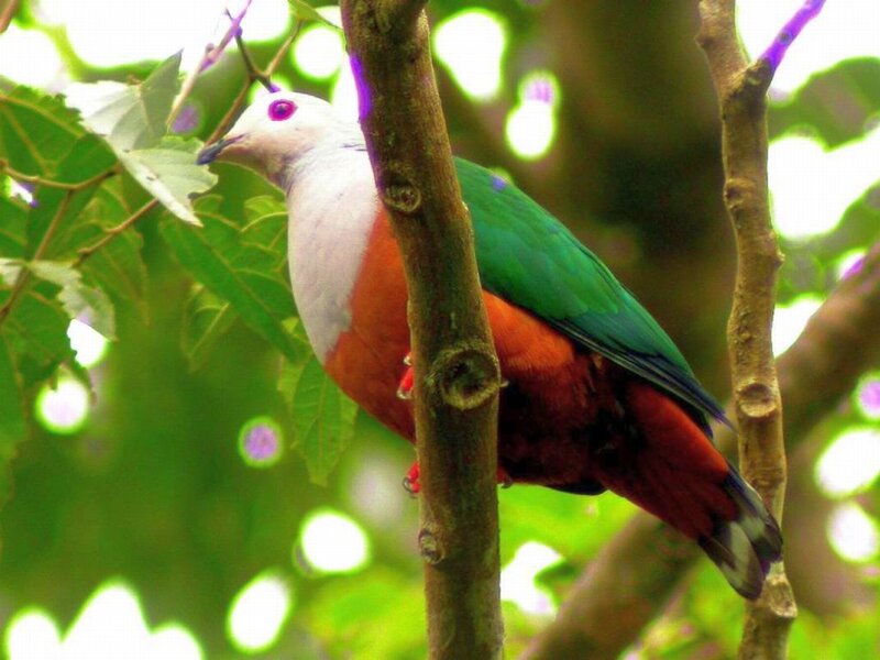 White-headed Pigeon