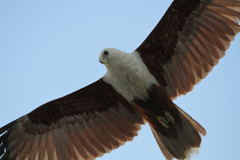 White-headed Sea Eagle — Blue