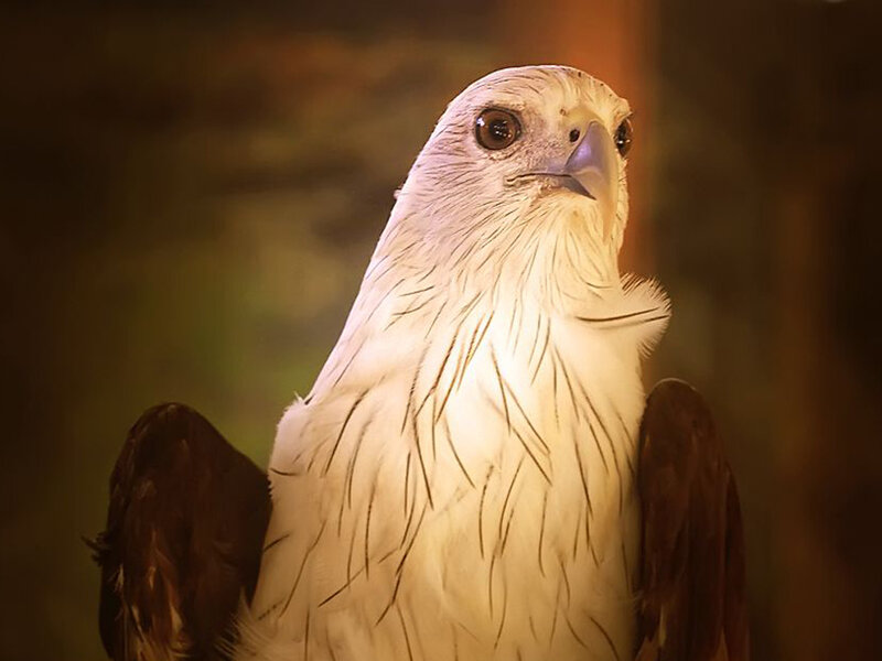 White-headed Sea Eagle — Brown