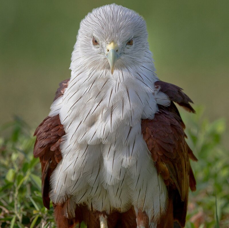 White-headed Sea Eagle — White