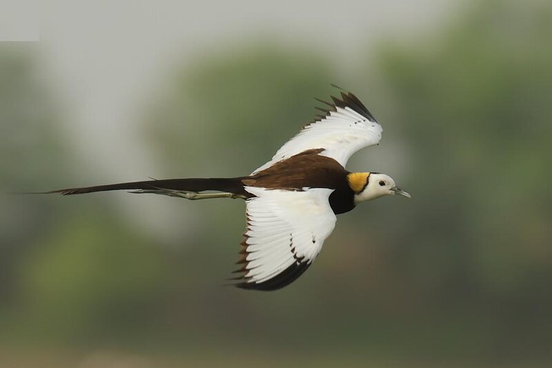White-headed Stork