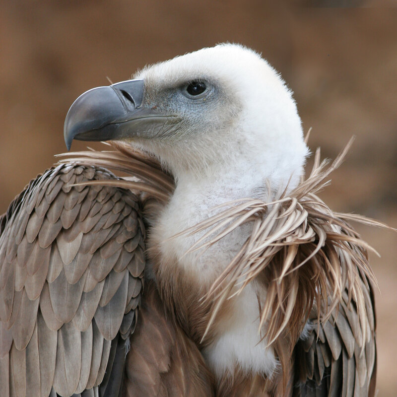 White-headed Vulture — Brown, Neutral