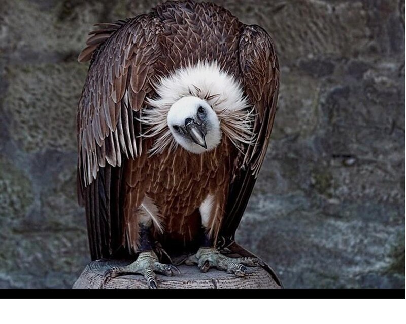 White-headed Vulture — Brown, Serious