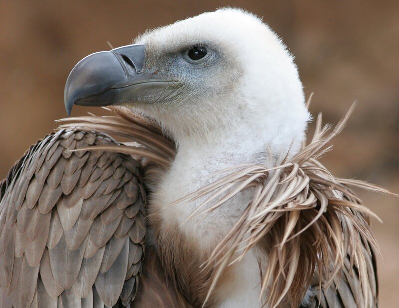 White-headed Vulture — Brown