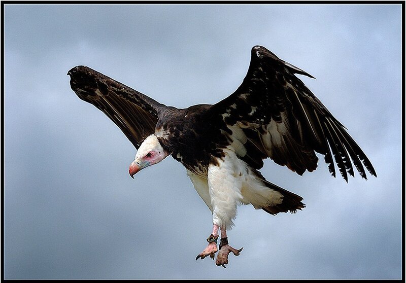 White-headed Vulture in Flight