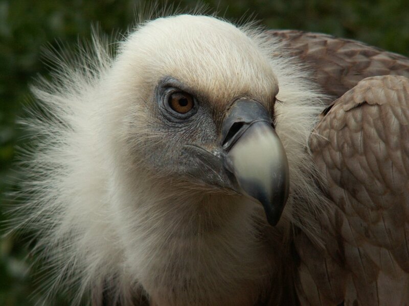 White-headed Vulture