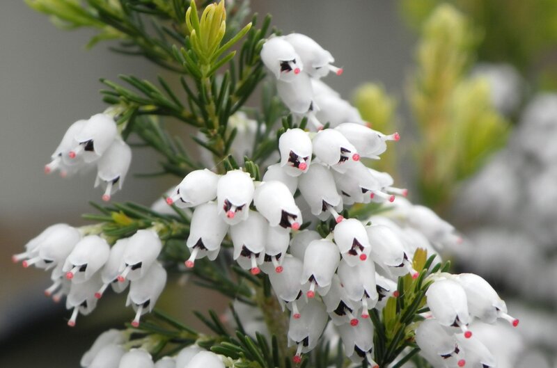 white heather flowers