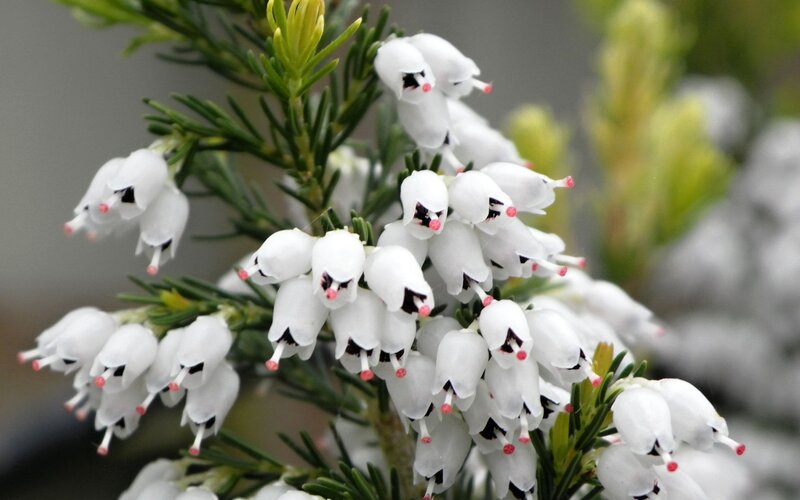 White Heather Flowers — Calm, Photograph