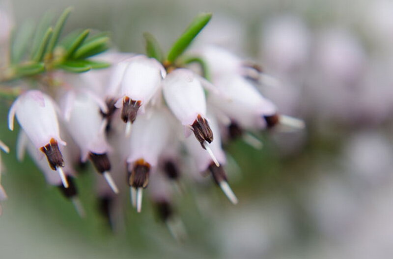 White Heather Flowers — Calm