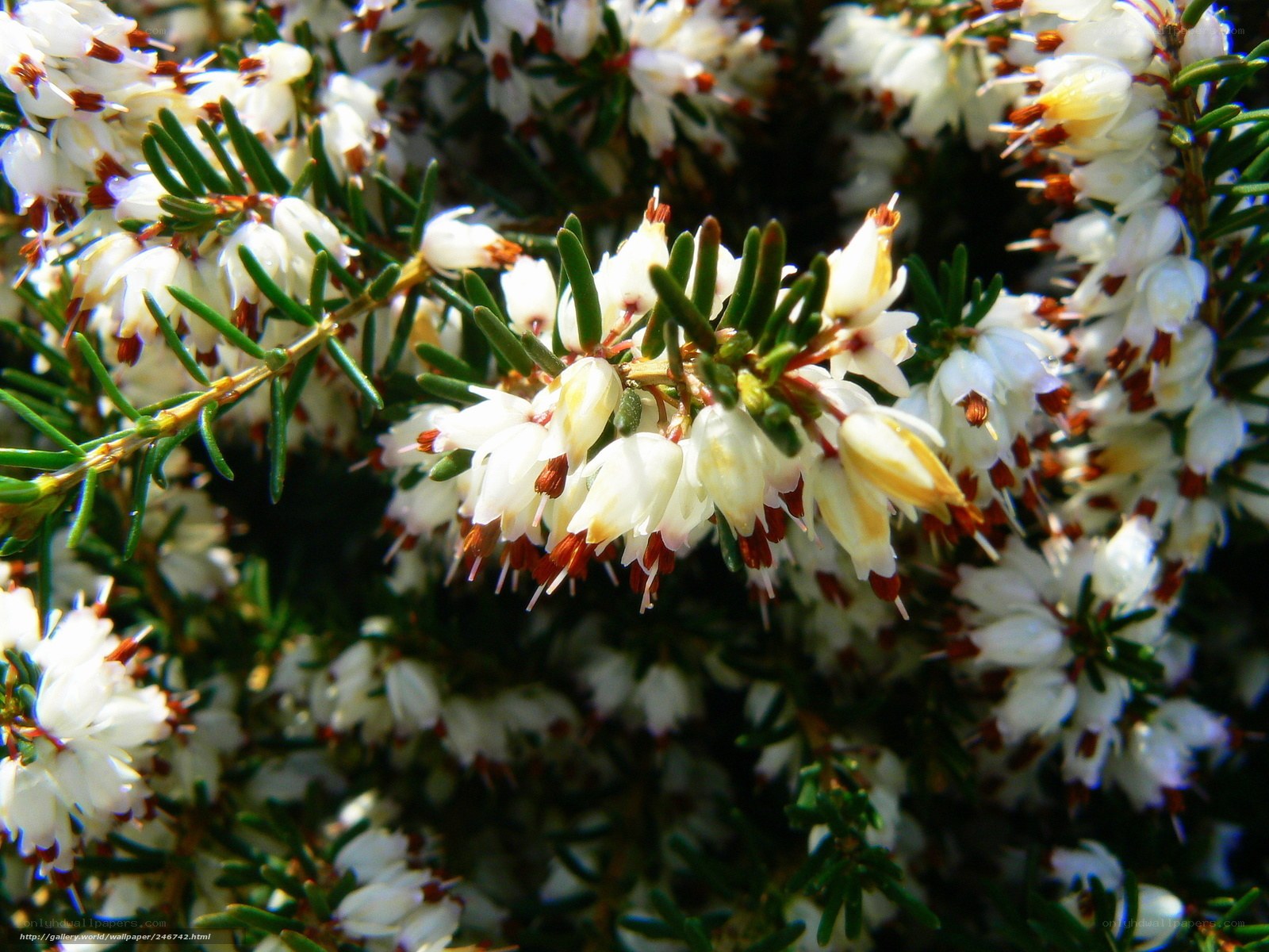 white heather flowers in bloom