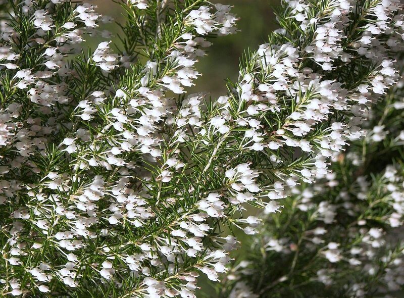 white heather flowers