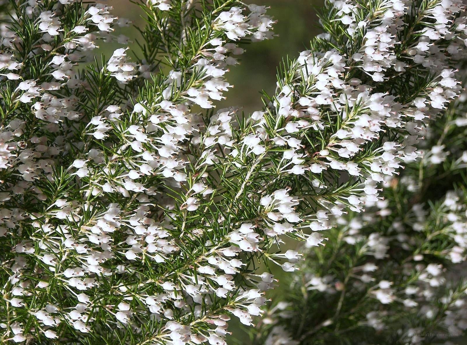 white heather flowers