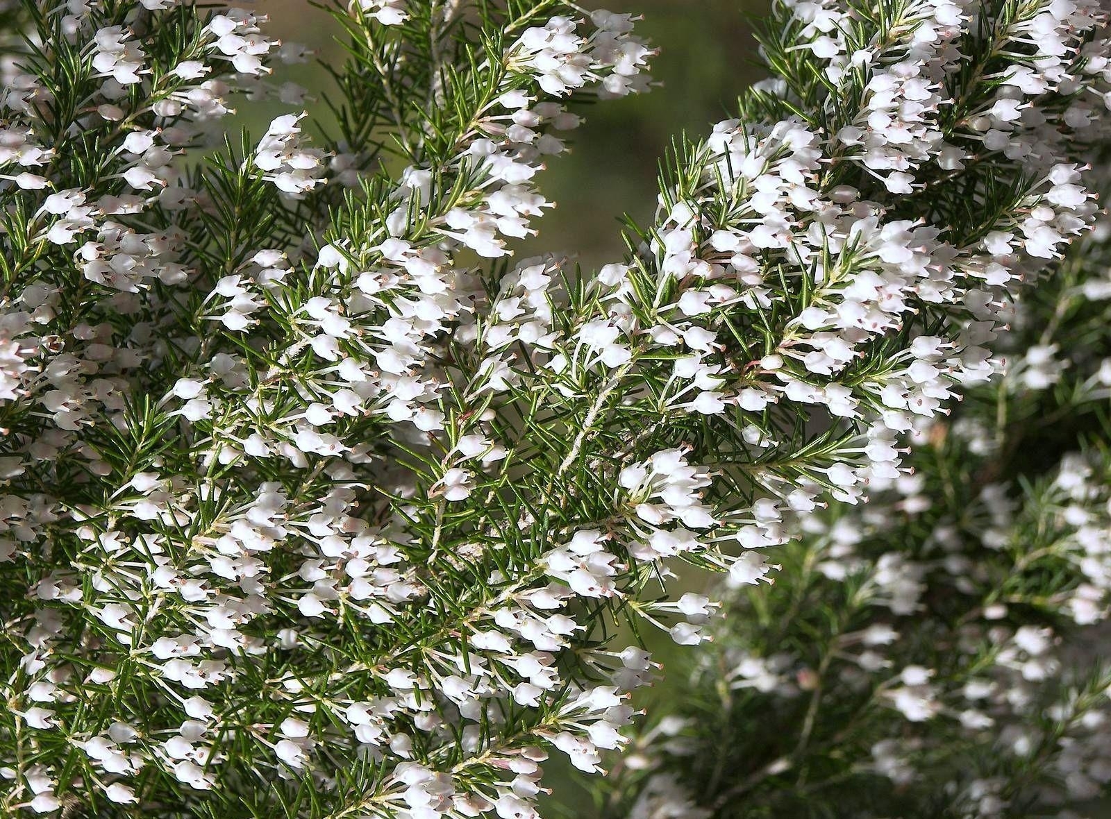 white heather flowers