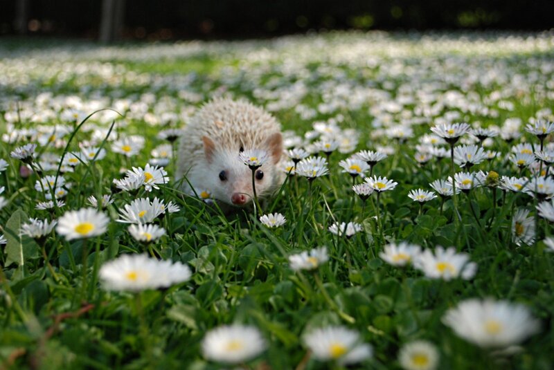 White Hedgehog in Flowers