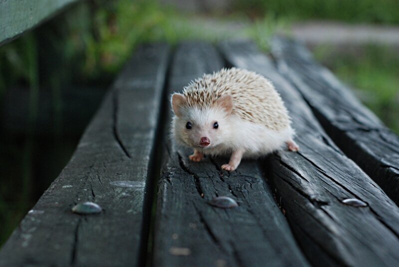 White Hedgehog on Bench