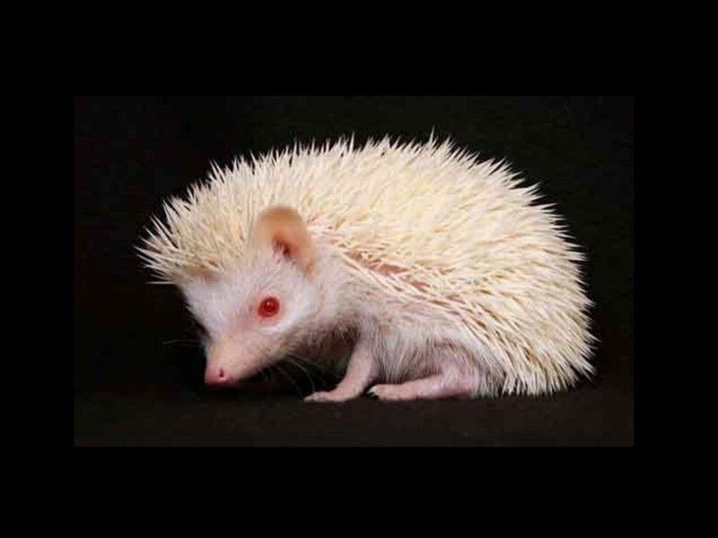 white hedgehog on black background