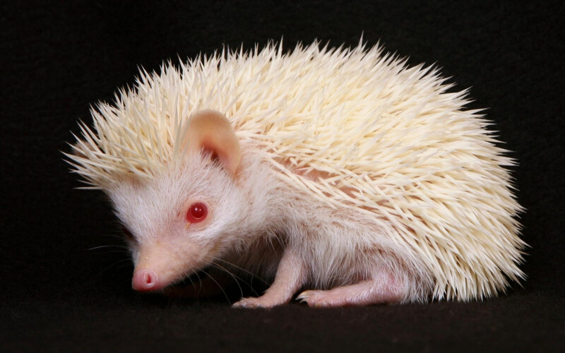 white hedgehog on black background